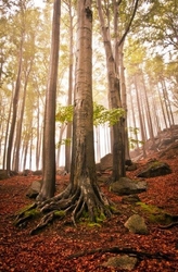 Özverler - Ağacın Kökleri