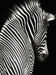 Özverler - Arkadan Zebra Kanvas Tablo