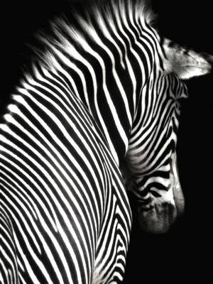 Arkadan Zebra Kanvas Tablo