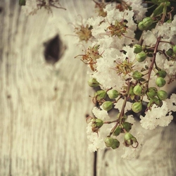 Özverler - Beyaz Çiçek Kanvas Tablo
