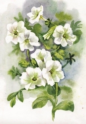 Beyaz Çiçeler Kanvas Tablo - Thumbnail