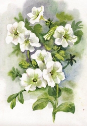 Özverler - Beyaz Çiçeler Kanvas Tablo