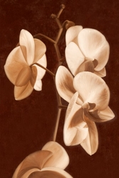 Özverler - Dalda Beyaz Çiçekler Kanvas Tablo