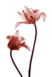 Kırmızı Çiçekler Kanvas Tablo - Thumbnail