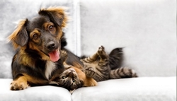 Özverler - Köpek ve Kedi Kanvas Tablo