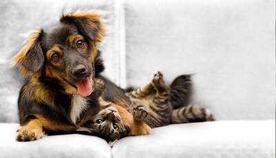 Köpek ve Kedi Kanvas Tablo