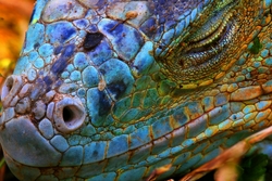 Özverler - Mavi İguana Kanvas Tablo