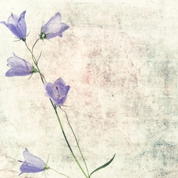 Mor Çiçek Kanvas Tablo - Thumbnail