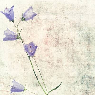 Mor Çiçek Kanvas Tablo