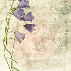 Mor Çiçek Kanvas Tablo - Thumbnail