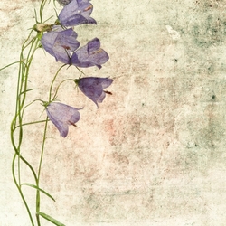 Özverler - Mor Çiçek Kanvas Tablo