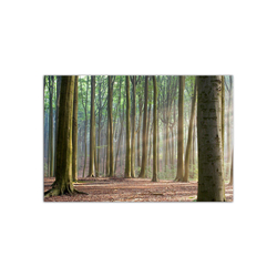 Özverler - Ormanda Ağaçlar Kanvas Tablo