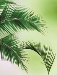 Palmiye Yaprakları Kanvas Tablo - Thumbnail