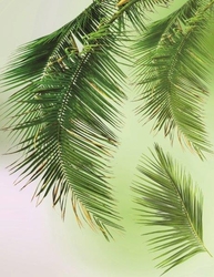 Palmiye Yaprakları Kanvas Tablo - Thumbnail