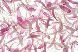 Pembe Çiçek Yaprakları Kanvas Tablo
