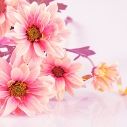 Pembe Çiçekler Kanvas Tablo - Thumbnail