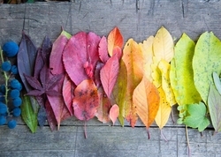 Renkli Yapraklar Ahşap Tablo - Thumbnail