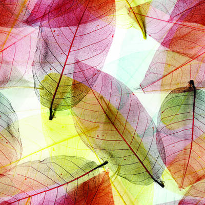 Renkli Yapraklar Kanvas Tablo