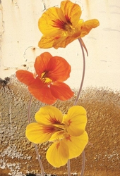 Sarı Turuncu Çiçek Kanvas Tablo - Thumbnail