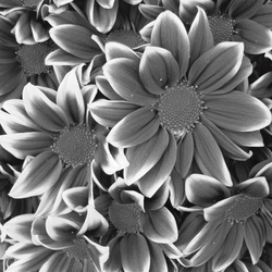 Özverler - Siyah Beyaz Çiçek Kanvas Tablo