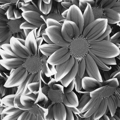 Siyah Beyaz Çiçek Kanvas Tablo