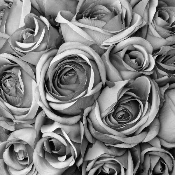 Siyah Beyaz Güller Kanvas Tablo Çiçek Kanvas Tablo Özverler Kanvas Tablo