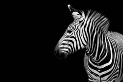 Özverler - Yandan Zebra Kanvas Tablo