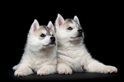Özverler - Yavru Köpekler 2 Kanvas Tablo