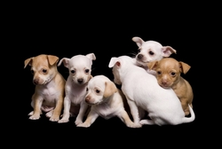 Özverler - Yavru Köpekler Kanvas Tablo