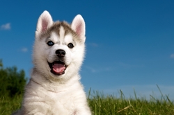 Özverler - Yavru Kurt Köpeği Kanvas Tablo