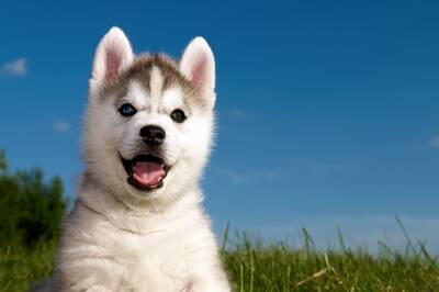 Yavru Kurt Köpeği Kanvas Tablo