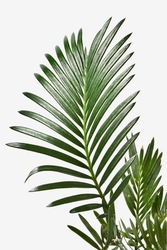 Yeşil Palmiye Kanvas Tablo - Thumbnail