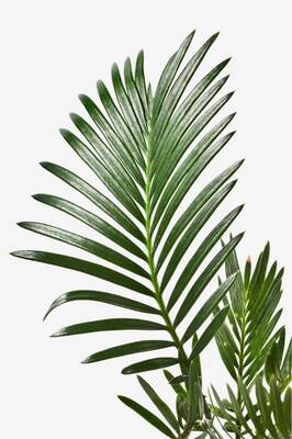Yeşil Palmiye Kanvas Tablo