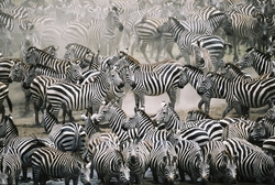 Özverler - Zebra Sürüsü Kanvas Tablo
