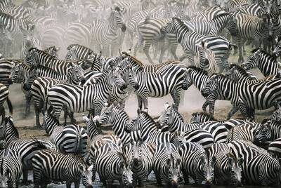 Zebra Sürüsü Kanvas Tablo
